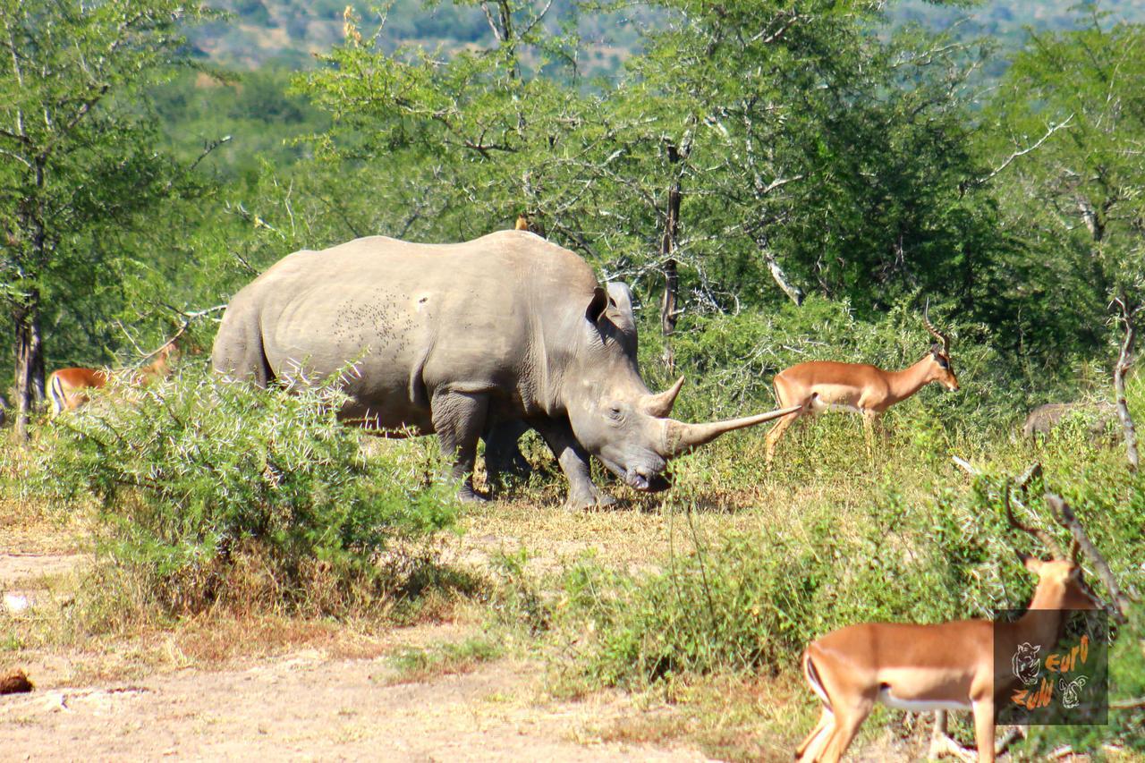 Afrique